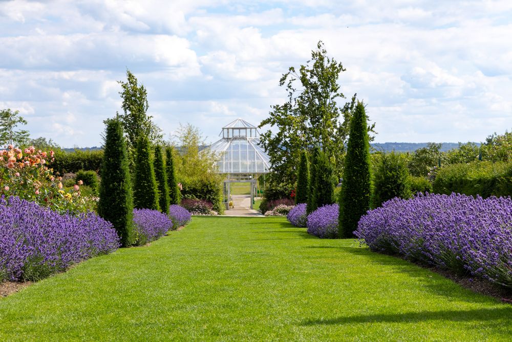 Formal garden path lined with purple lavender borders leading to a greenhouse under blue summer skies.