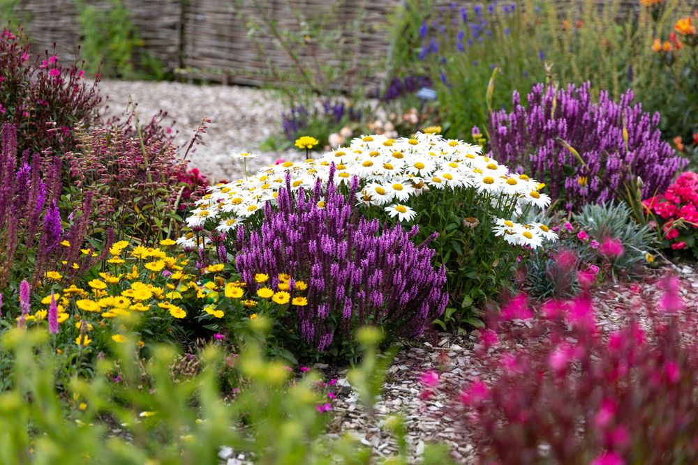 Vibrant garden border with purple liatris flowers, white daisies, and yellow blooms creating a colorful summer display.