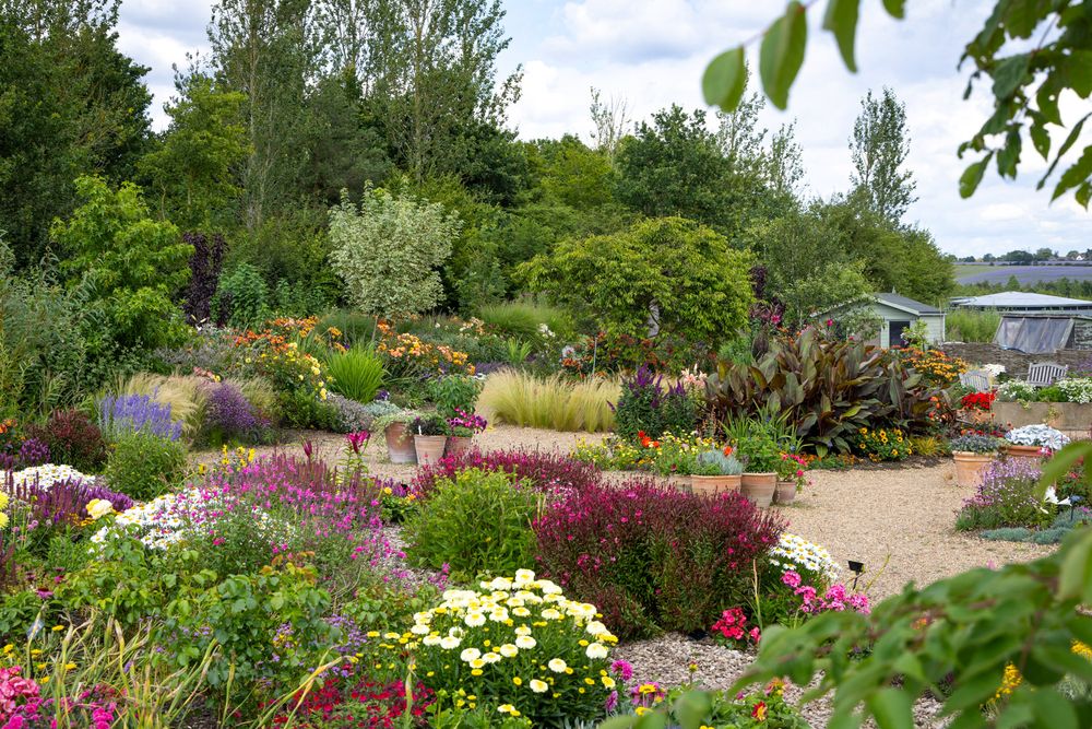 Vibrant summer garden landscape with colorful perennials, flowering plants and mulched pathways in a natural setting.