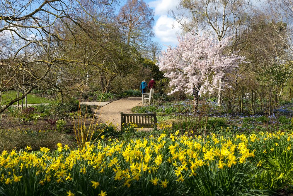 Spring garden landscape with blooming yellow daffodils, cherry blossom tree, and wooden bench along a winding path.