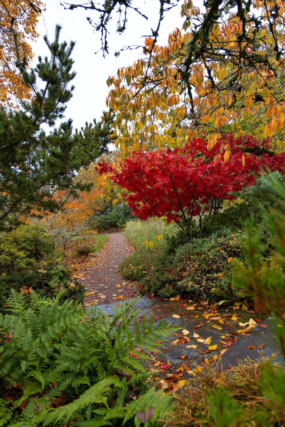 A winding garden path with vibrant red Japanese maple trees and green ferns surrounded by autumn foliage.