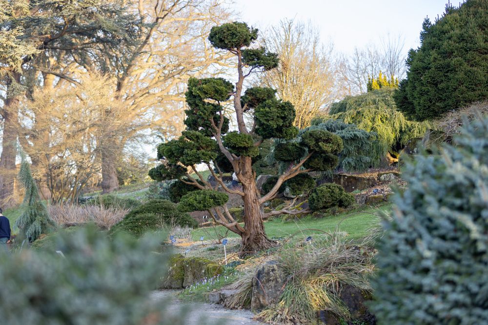 A sculpted juniper tree stands in a tranquil garden setting with autumn trees and foliage in the background.