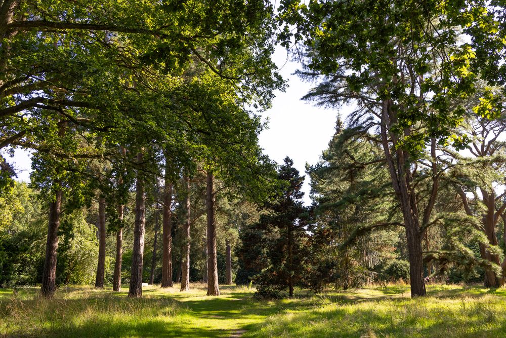 Sunlit forest path winds through tall pine trees and lush green grass in a tranquil wooded area.