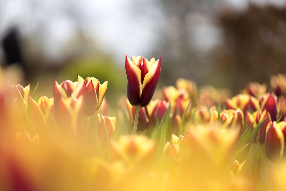Red and yellow tulips in a garden field with selective focus creating dreamy bokeh effect in sunlight.