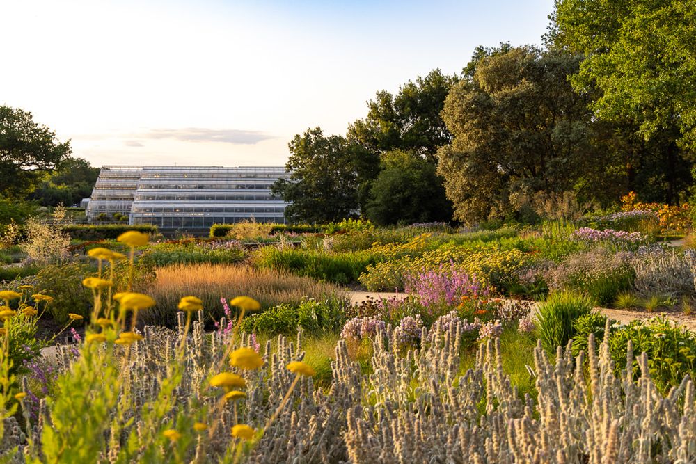 A colorful garden with wildflowers and native plants in front of a modern building during golden hour.
