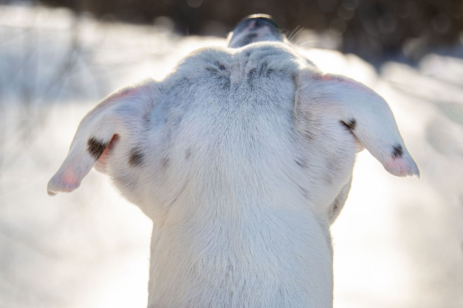 Back view of a white goat's head with both ears visible against a soft blurred background.
