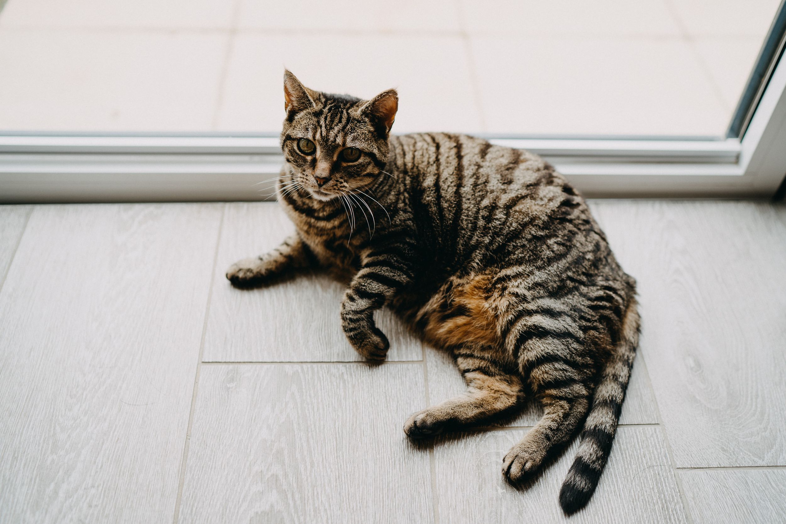 A striped tabby cat with green eyes lounges on a white floor near a window.