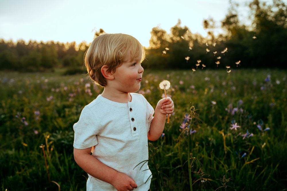 A child blows on a dandelion in a summer meadow during golden hour.