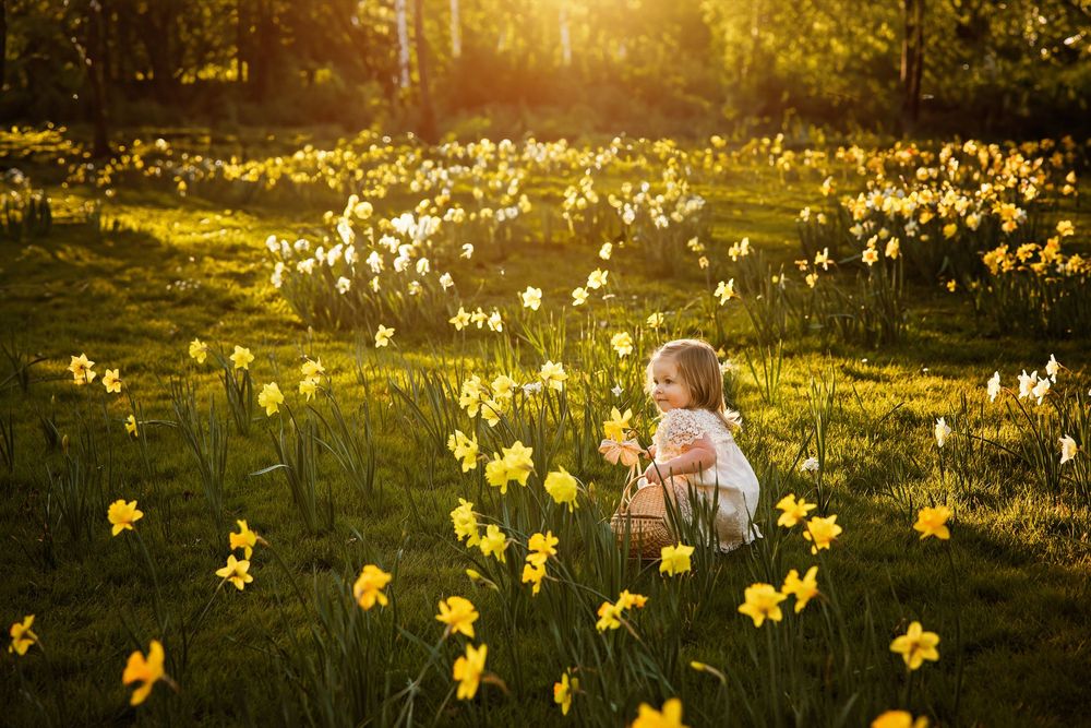 Baby sitting in field of blooming yellow daffodils during golden hour sunset.