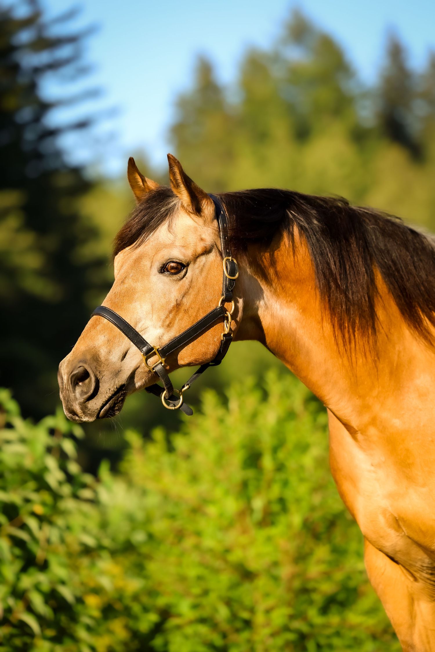 Langs horse and pony farm