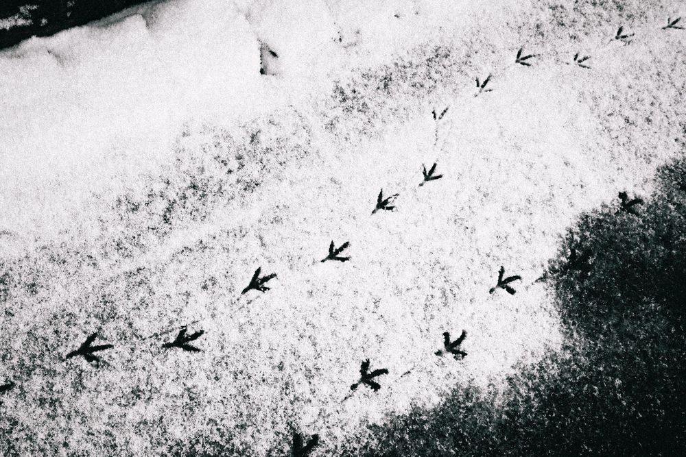 Black bird footprints form a trail across fresh white snow in stark monochromatic contrast.