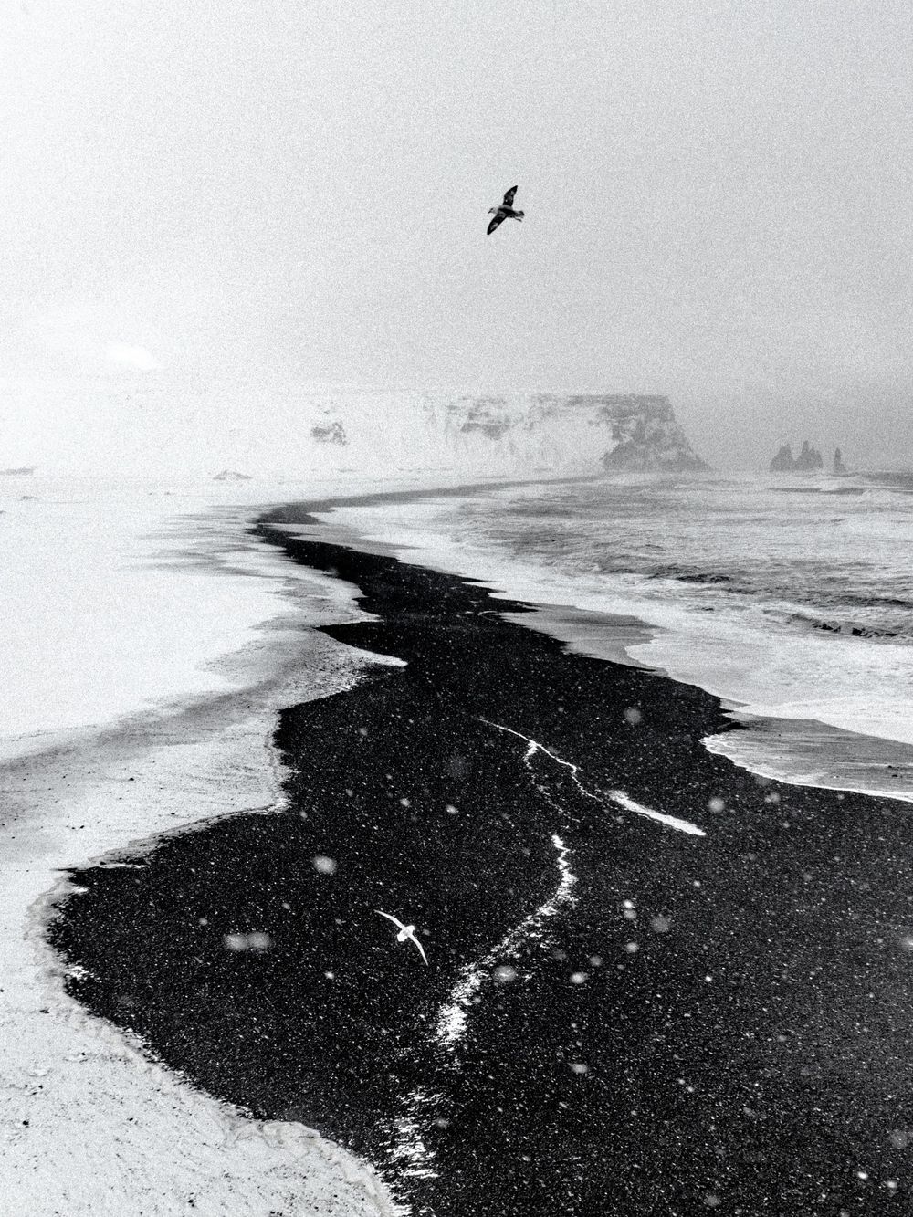 Black and white photograph of a dramatic black sand beach with cliffs and seabirds flying over in misty conditions.
