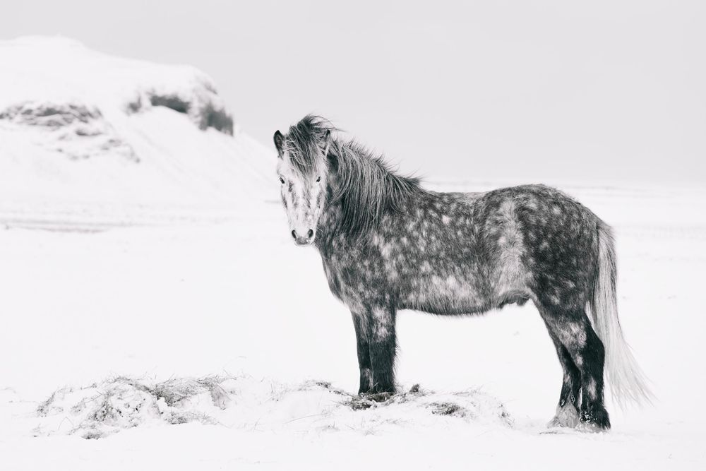 A dappled grey horse stands in snowy winter landscape with misty mountains in the background.