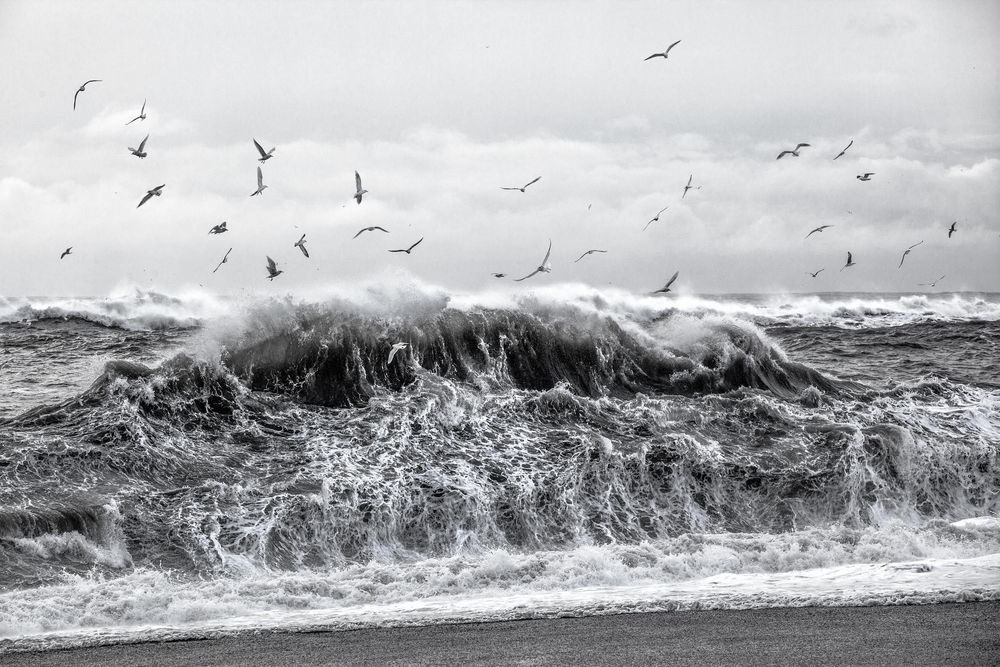 Dramatic black and white seascape with crashing waves and seabirds soaring above stormy waters.