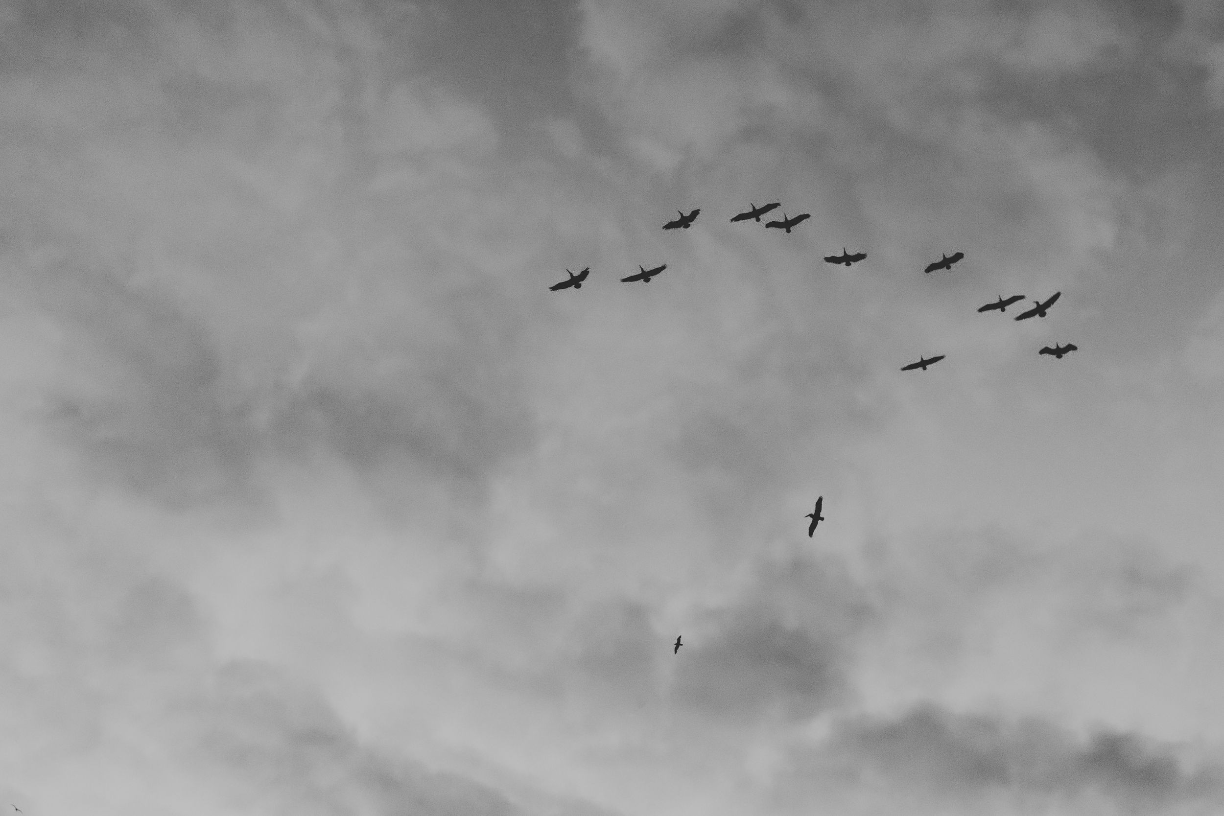 A panoramic landscape view of a stormy sky with birds flying in formation across dark gray clouds.