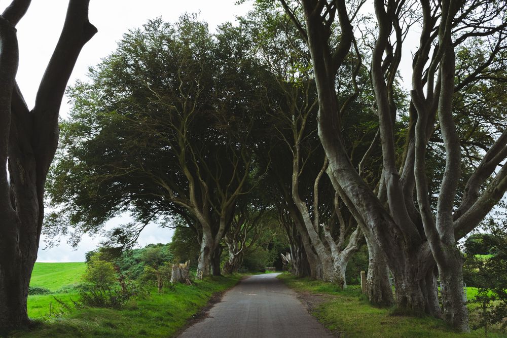 The Dark Hedges - road trip irlande - van