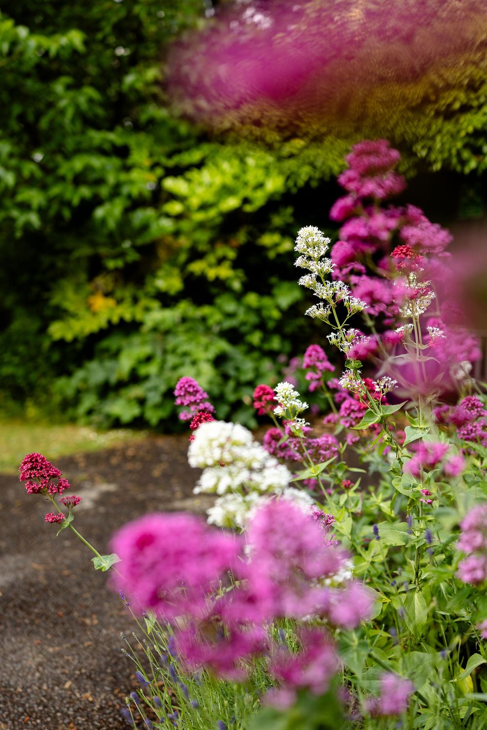 Pink and white flowering plants bloom along a garden path with lush green foliage in the background.