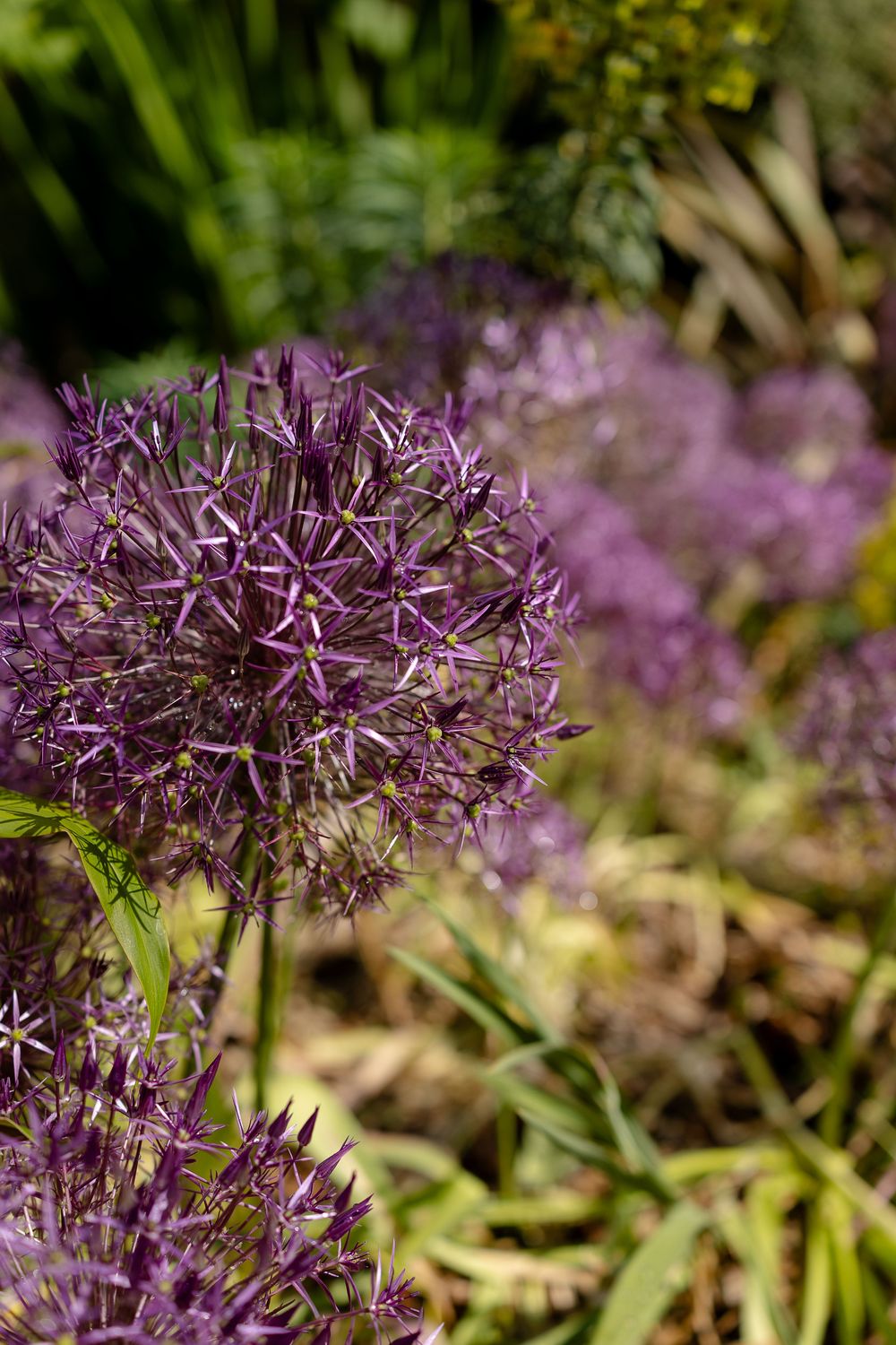 Close-up of a purple Allium flower head with spiky star-shaped blooms against a blurred garden background.