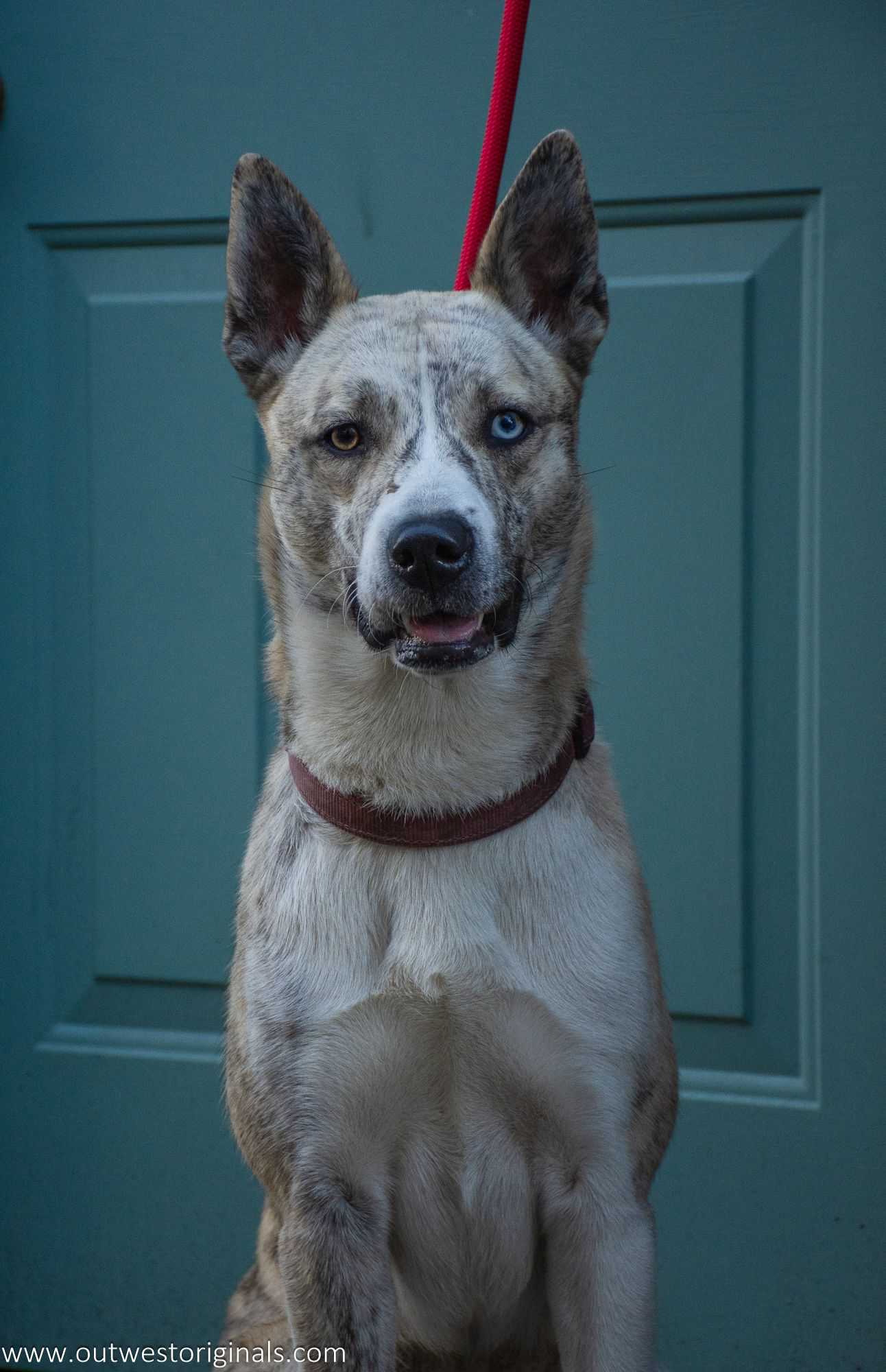 Embark challenge, Colouriffic theme, with Unleashed Education. Ciri, my helper, walked the streets and posed for snacks.