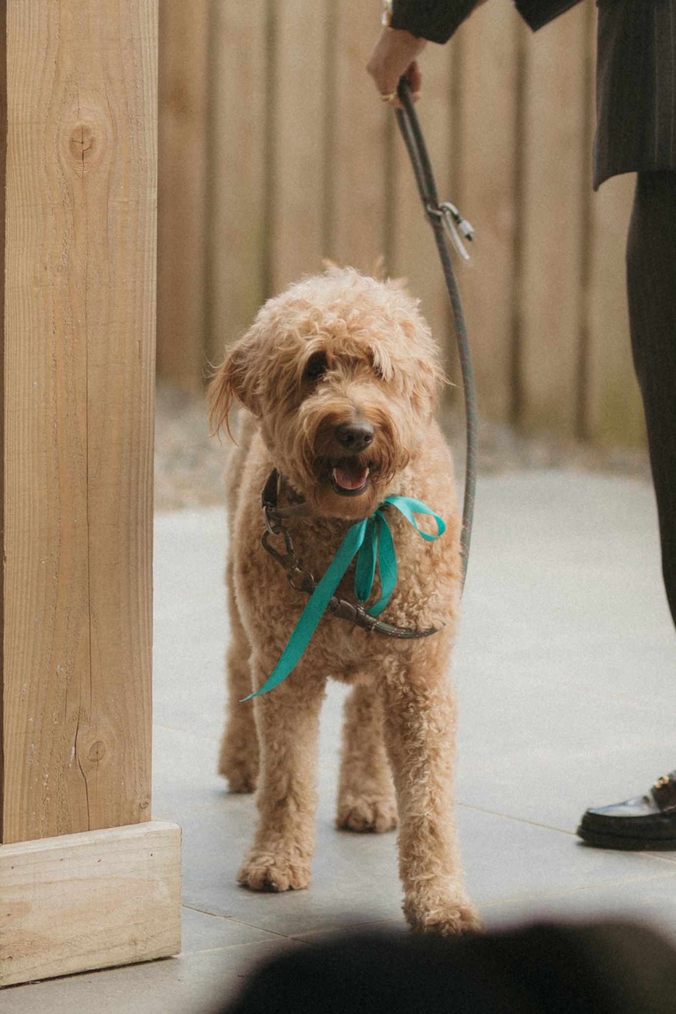 A goldendoodle wearing a teal bow tie stands on a leash near a wooden fence.