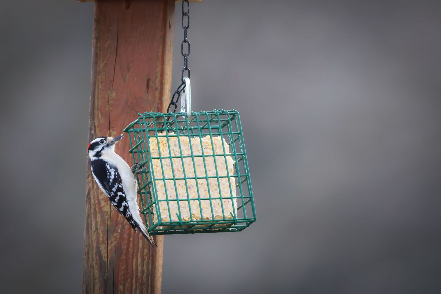 A woodpecker clings to a green suet feeder hanging by a chain against a blurred gray background.