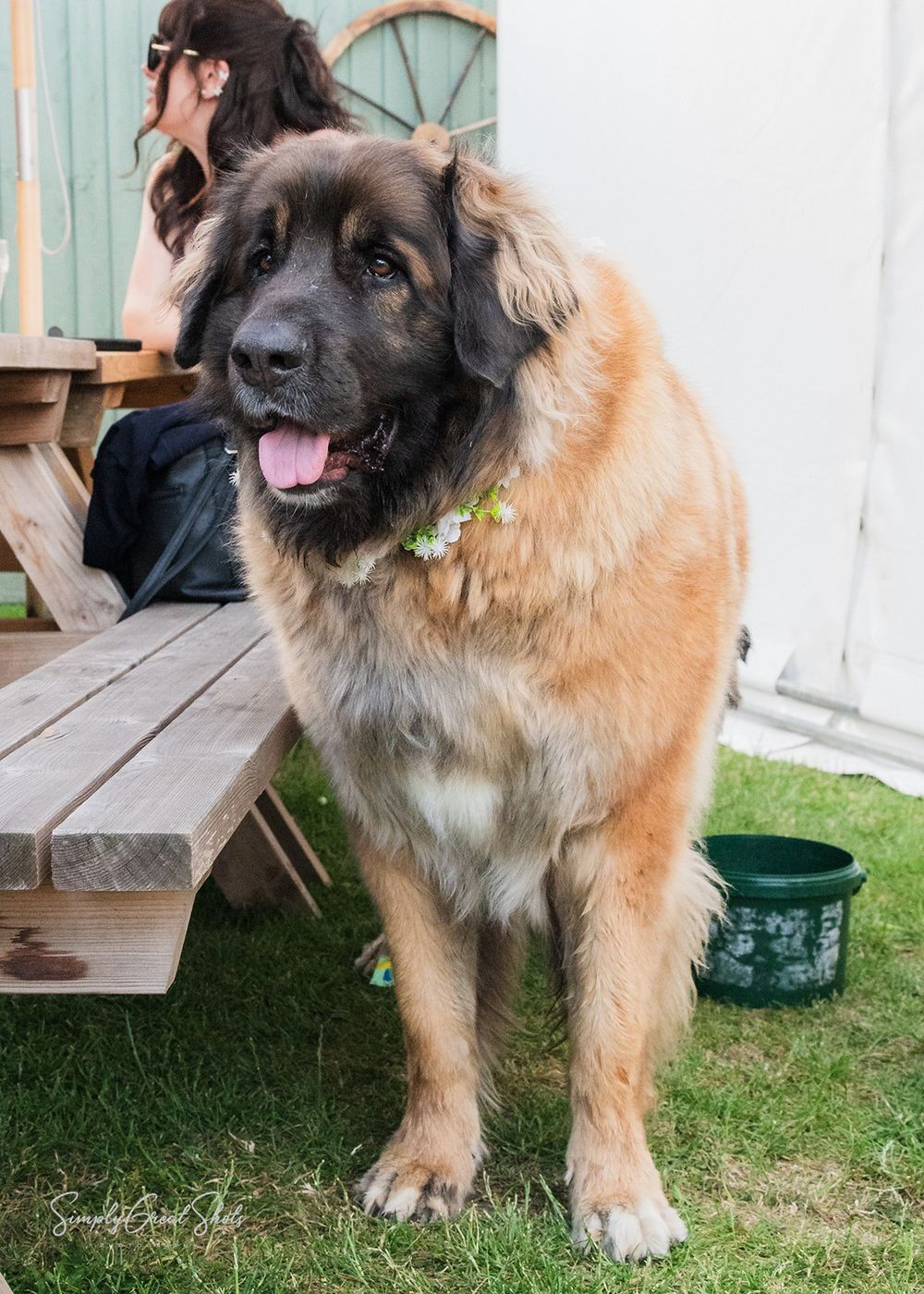 A family pet Leonberger dog during an outdoor wedding ceremony at the Wheel and Compass public house.