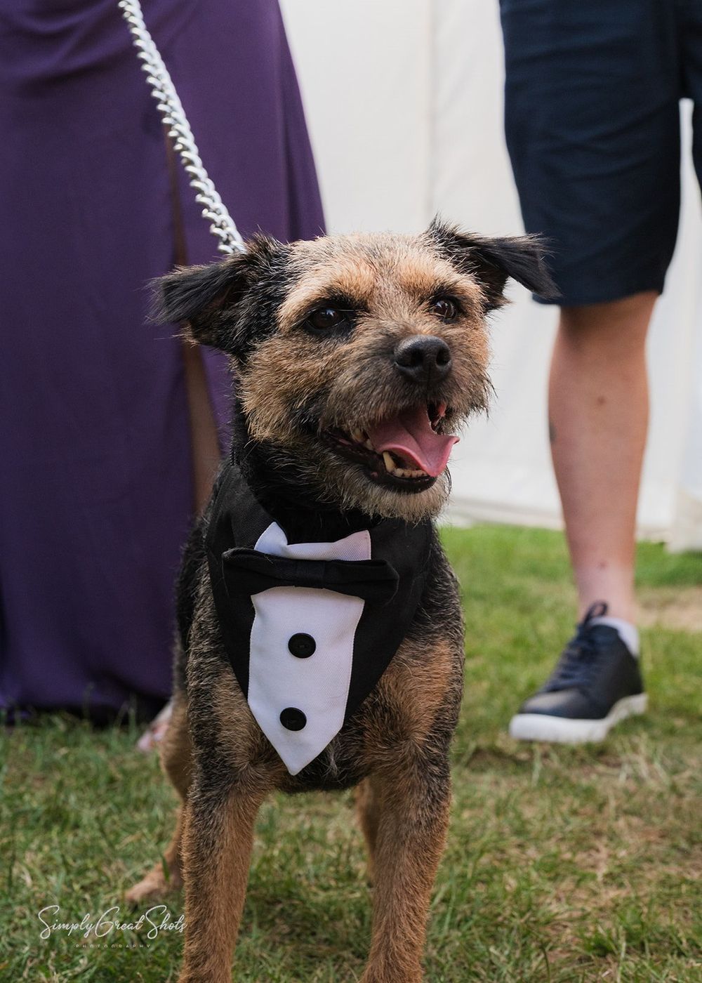 A family pet border terrier dog wearing a black and white formal tuxedo bib during an outdoor wedding ceremony.