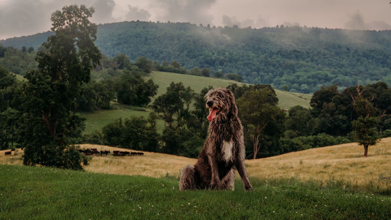 Irish Wolfhound sits amid the rolling hills of Paris, Virginia with foggy hills above him and cows grazing behind.