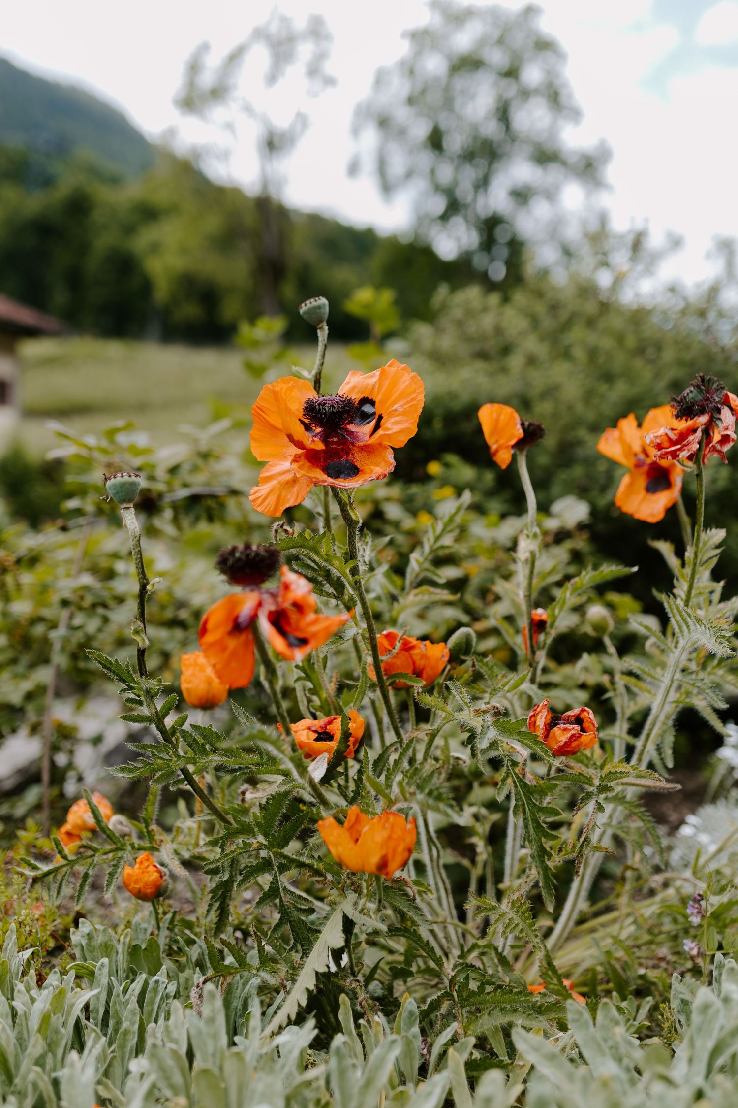 Vibrant orange poppies blooming in a mountain garden with lush green foliage against a natural landscape background.