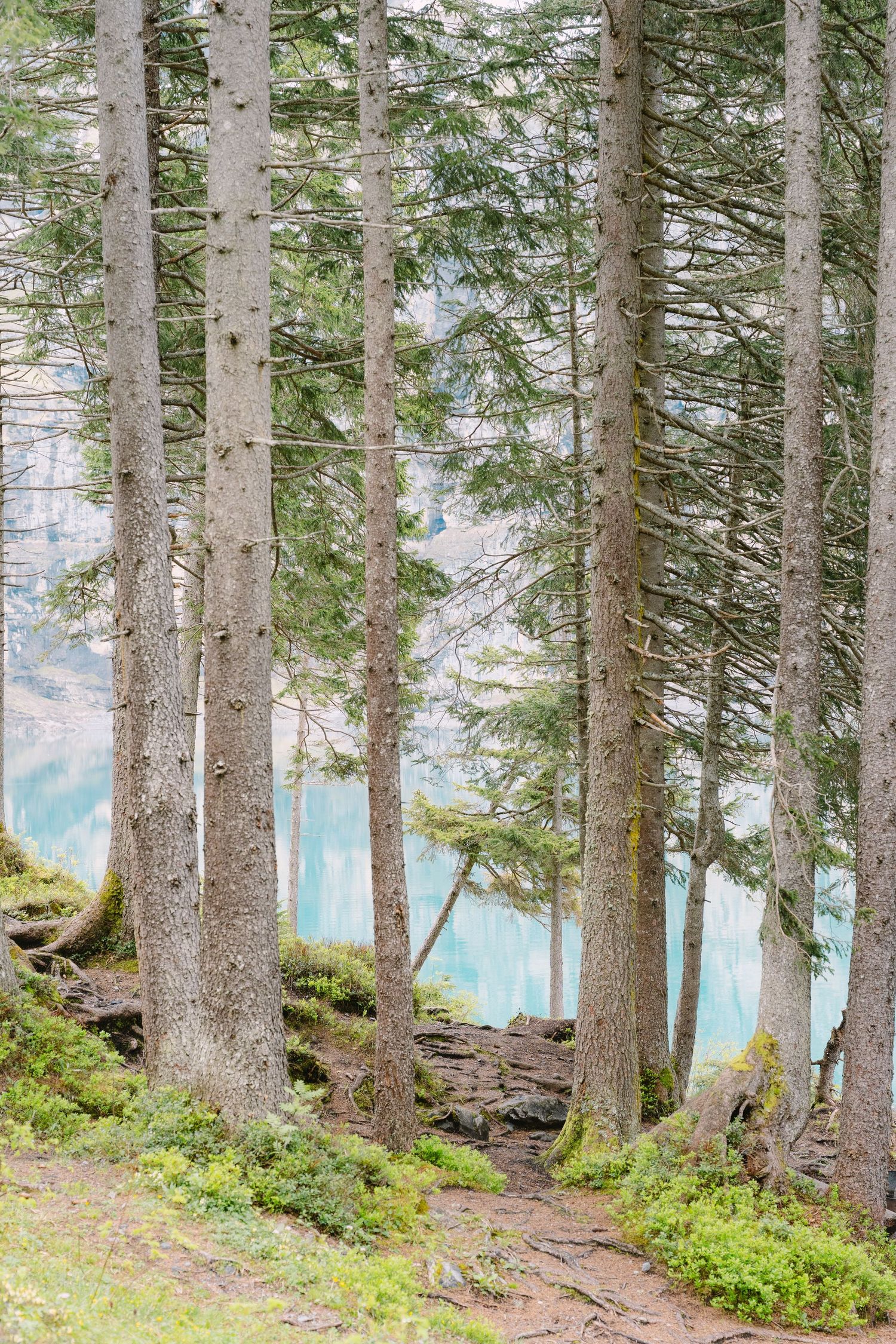Pine trees line the edge of a turquoise alpine lake with mossy ground and exposed tree roots in the foreground.