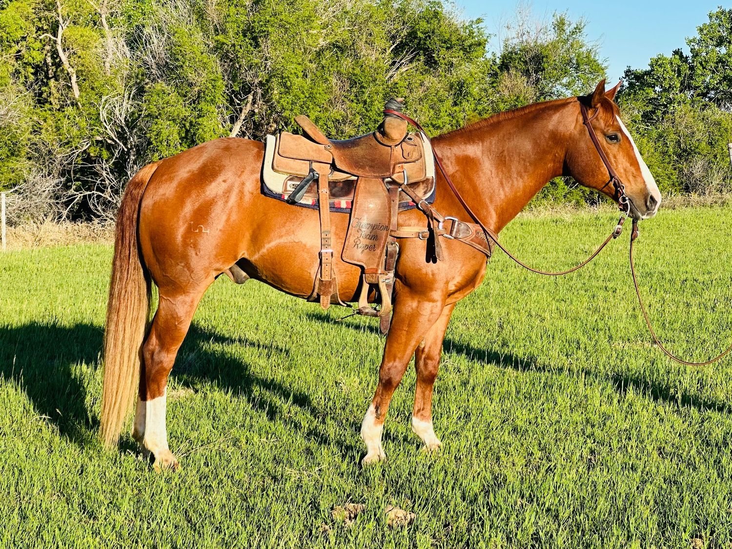 Sorrel Horse with saddle