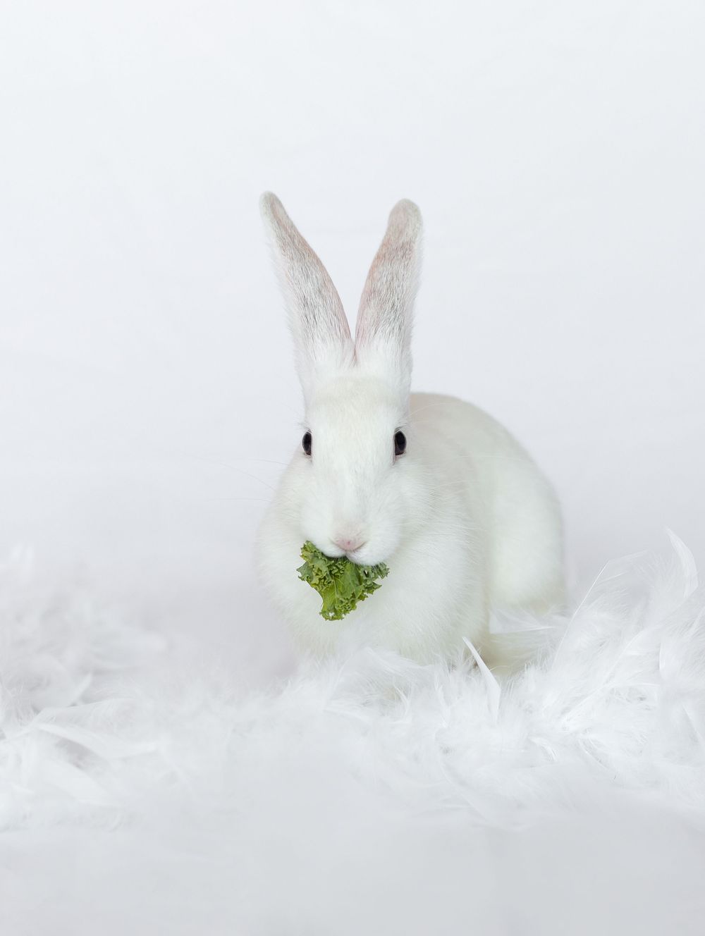 företagsfoto naturliga kreativa porträtt