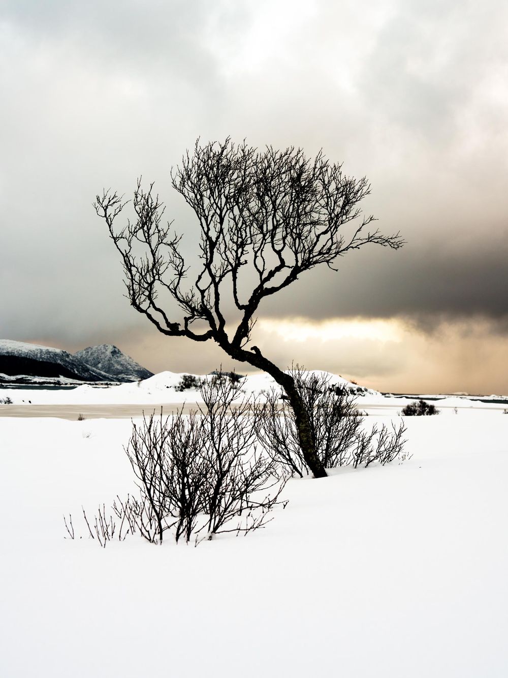 A lone windswept tree stands silhouetted against moody clouds in a stark snowy winter landscape.