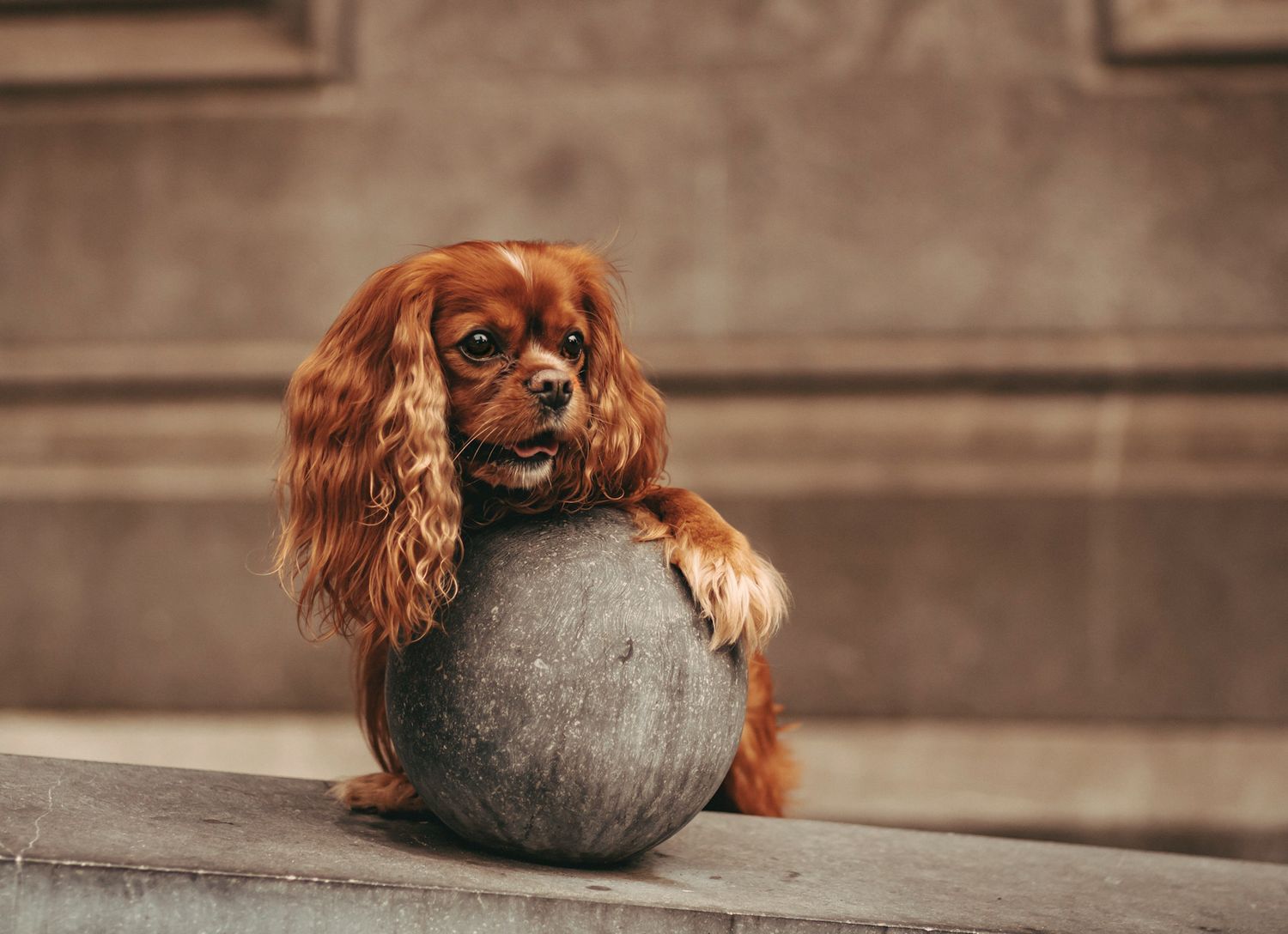 Klein hondje met bal