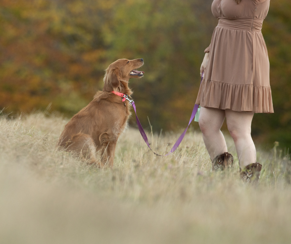 Golden retriever sitting in tall grass beside someone wearing a flowy dress.
