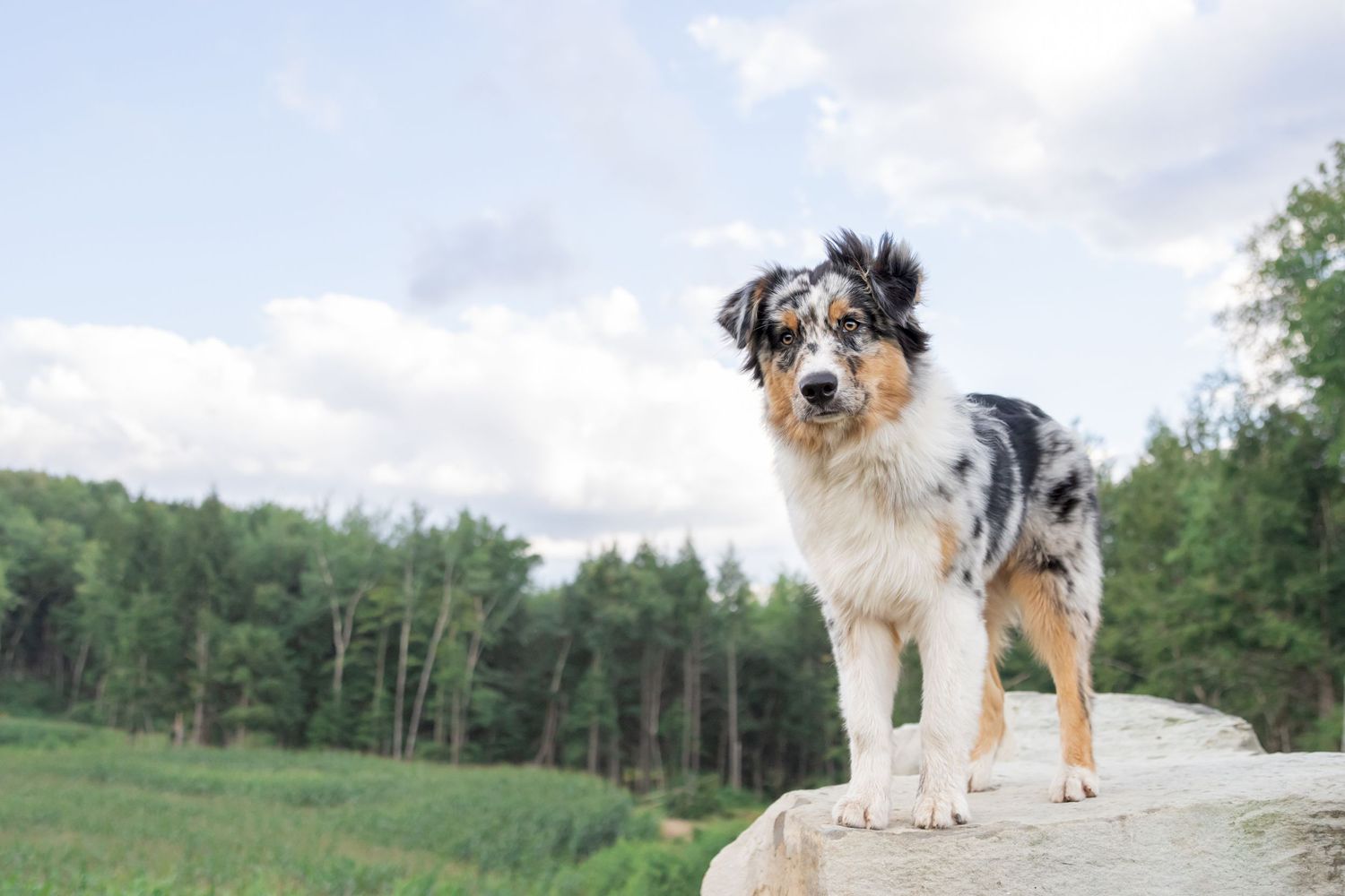 Australian shepherd dog stands majestically on rocky outcrop with green forest landscape in background.
