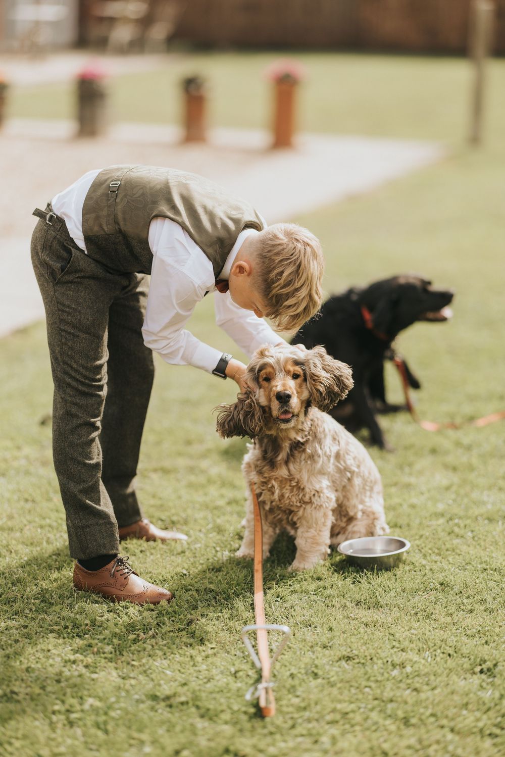 A brown cocker spaniel stands on grass next to its water bowl while interacting with someone in brown pants.