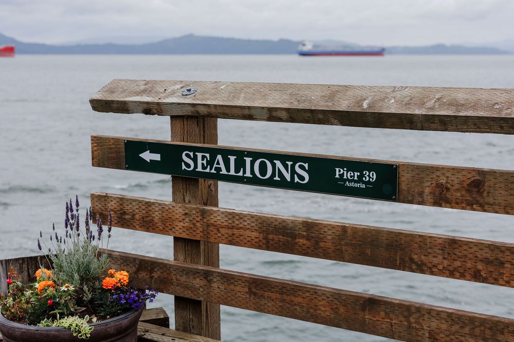 Wooden pier railing along the waterfront with a sign pointing to sea lions at Pier 39.