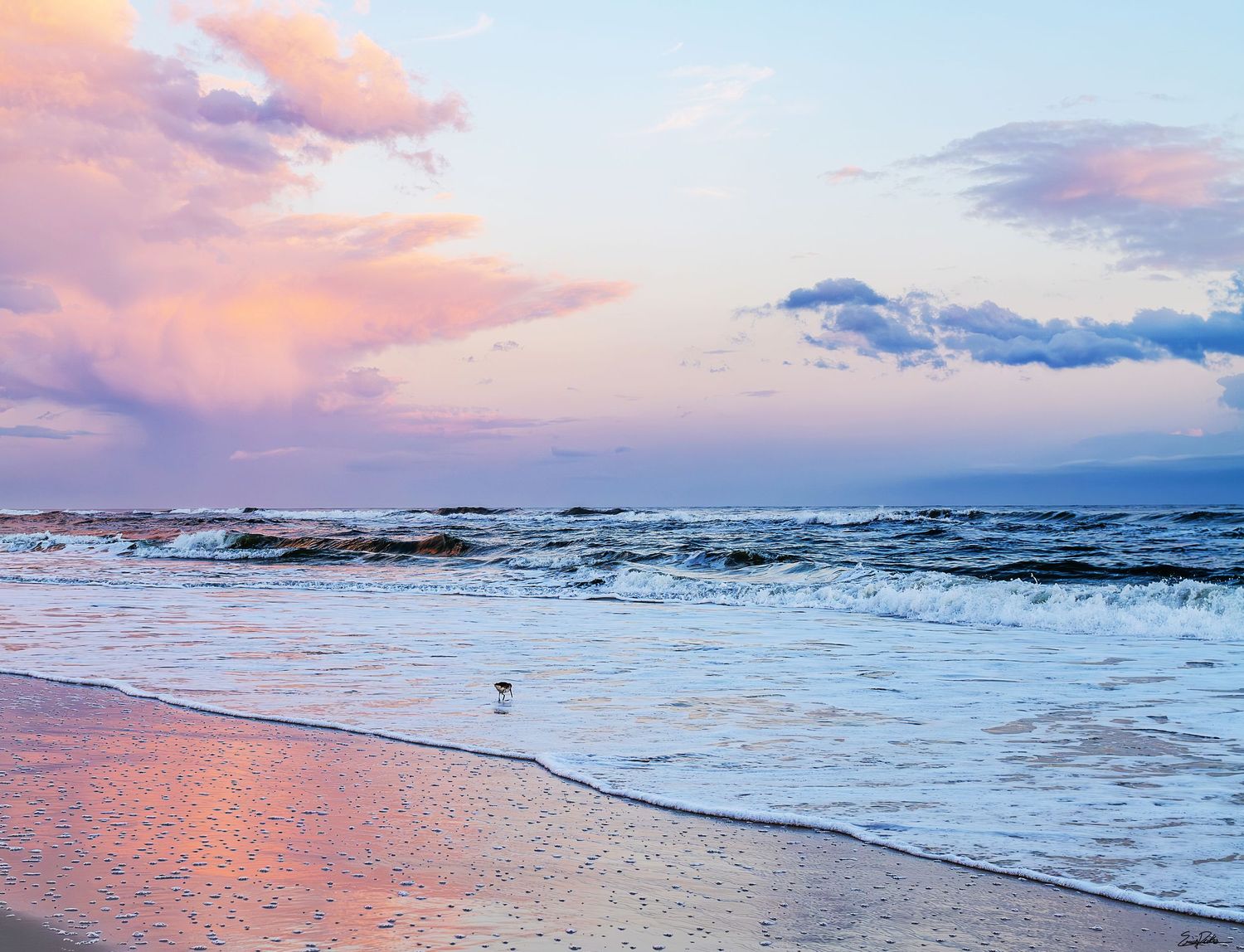 Sandpiper sunset along Pensacola Beach