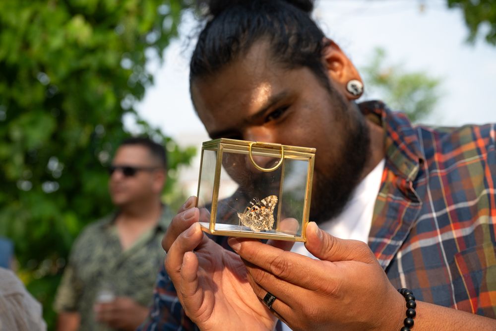 Someone examines a small display case containing a preserved butterfly specimen outdoors on a sunny day.
