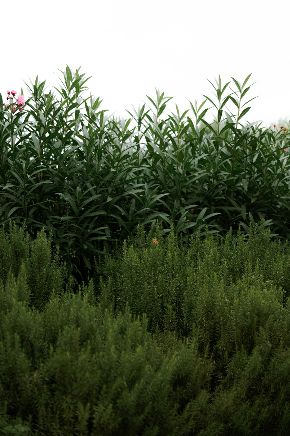 Lush green herbs and plants growing in layers creating a natural garden border. Wedding Agreco Farms, Crete
