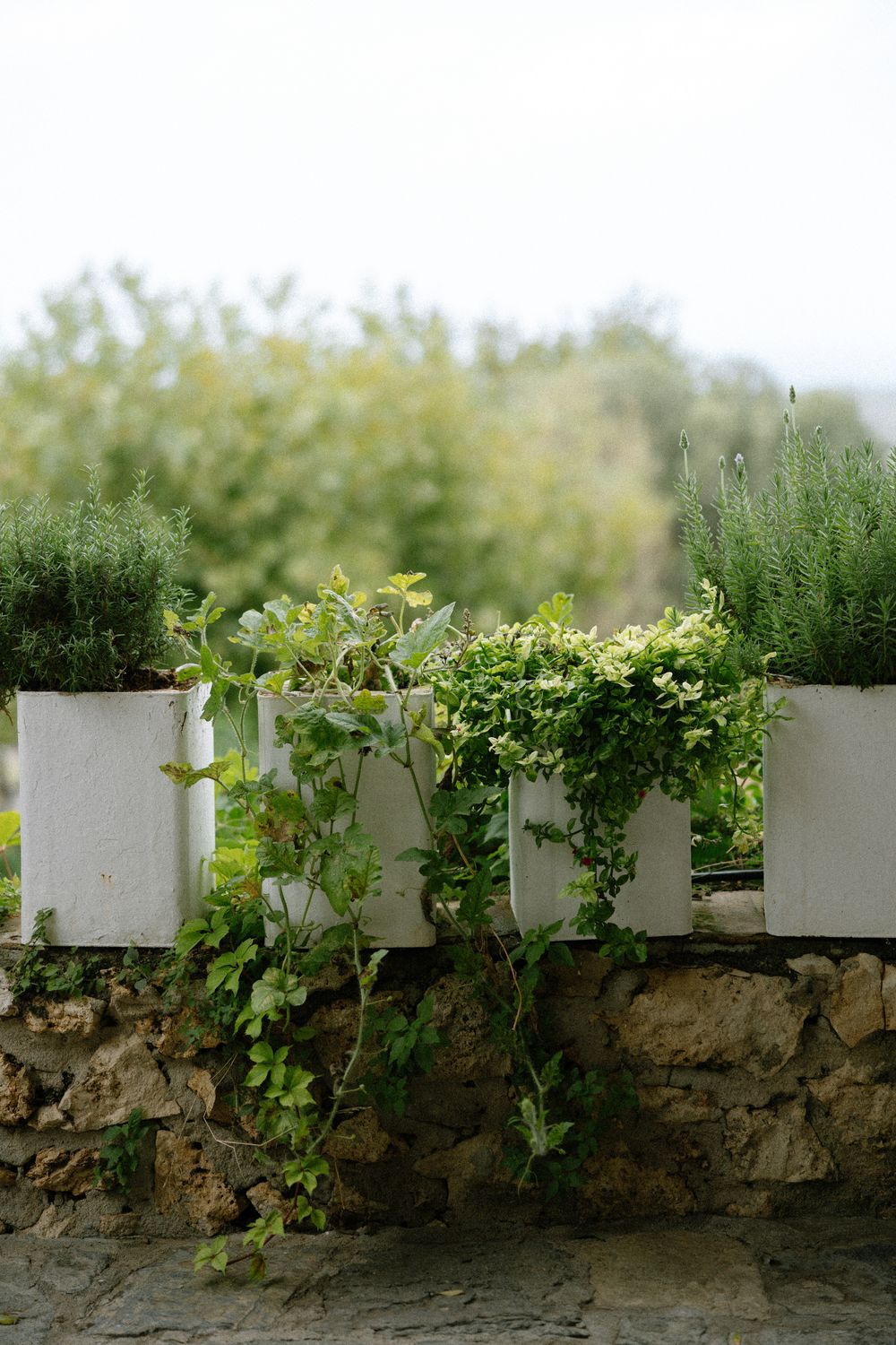 White planters with cascading herbs mounted on rustic stone wall.