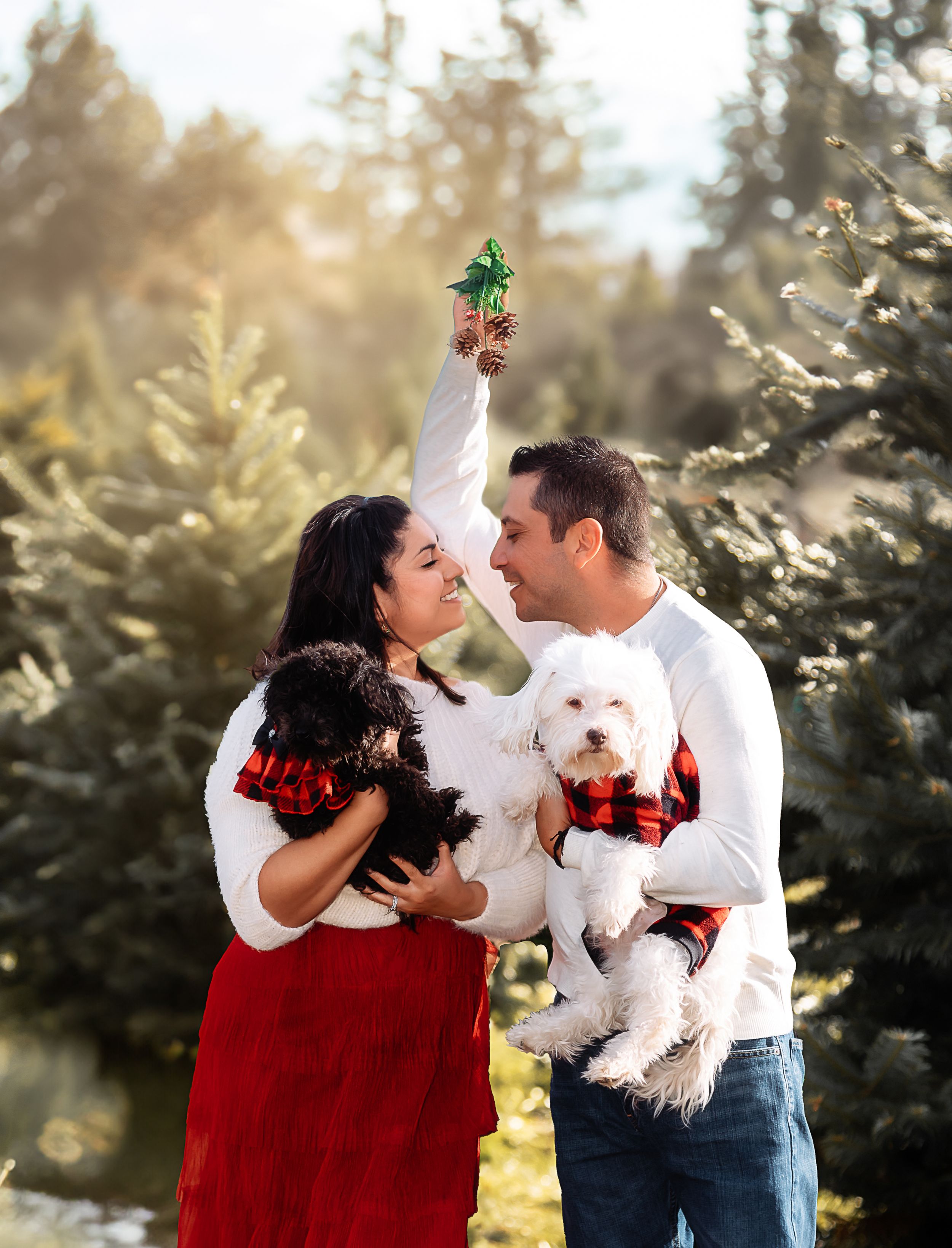 A romantic holiday photo of a couple with their dogs in plaid outfits holding mistletoe in a Christmas tree farm at sunset.
