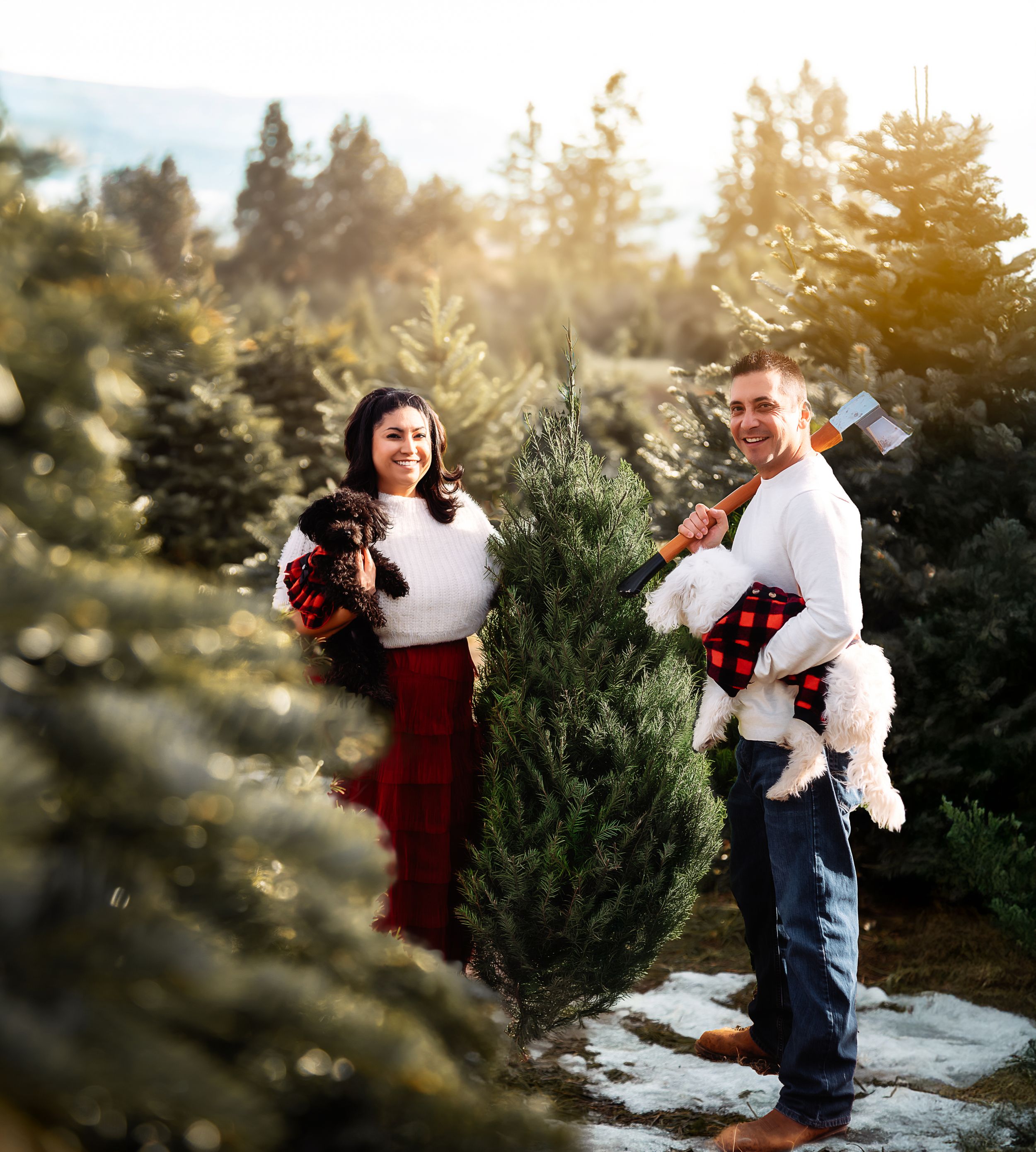 A romantic couple embraces while picking out a Christmas tree at a tree farm during golden hour sunset.