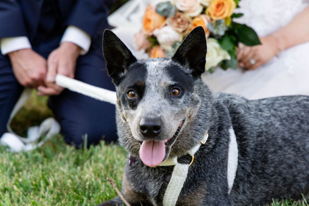 Blue heeler dog with tongue out poses in wedding setting with bouquet in background.
