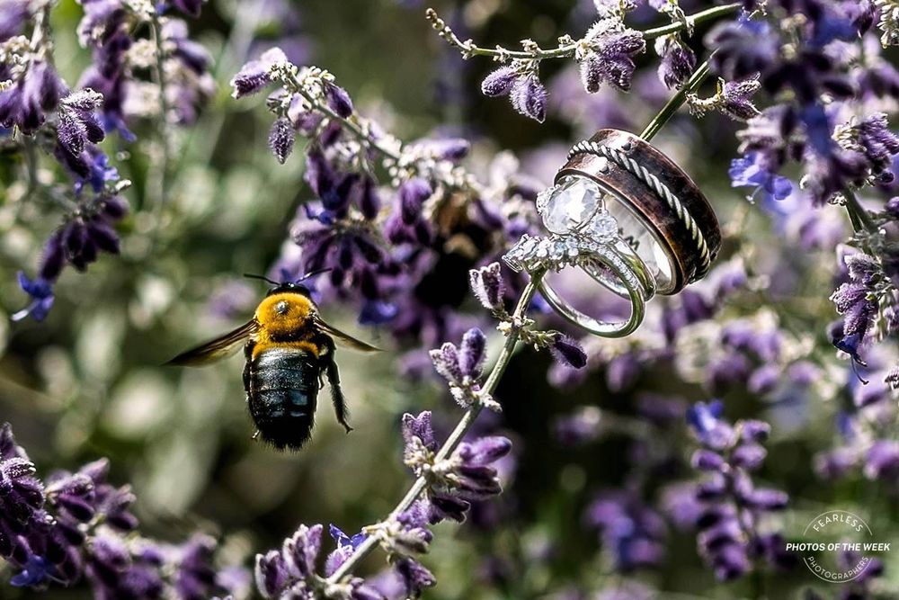 Wedding rings displayed on purple flowers with a bee in flight nearby.