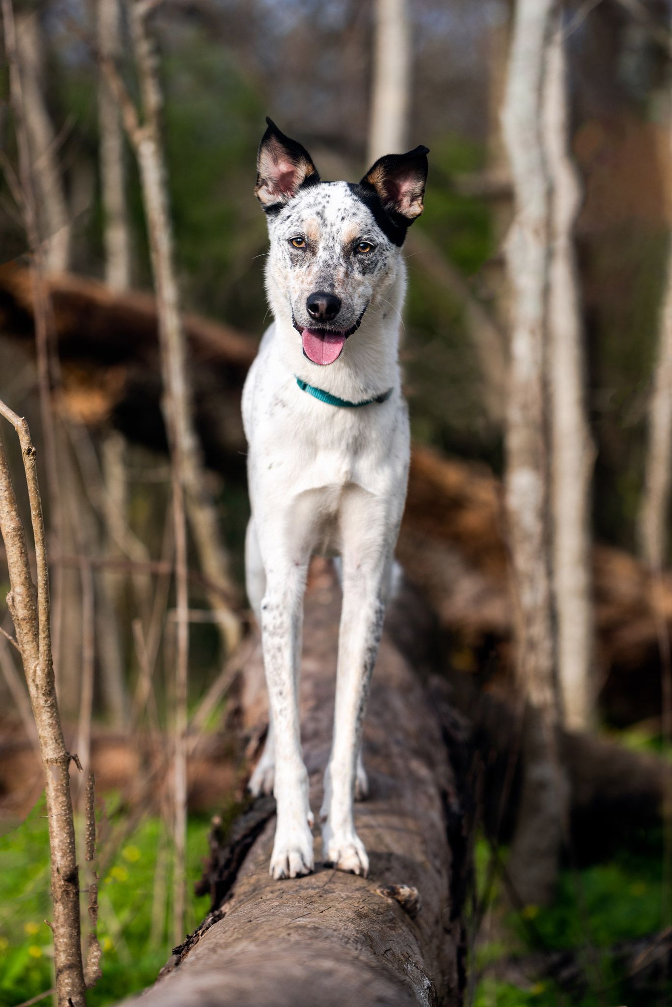 Spotted white dog with pointed ears balances confidently on fallen tree trunk in forest.