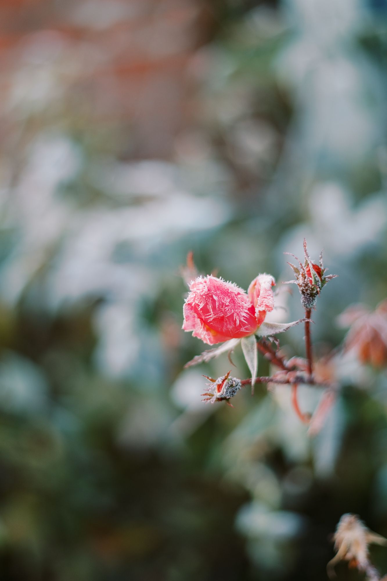 A delicate pink flower with frost-covered petals blooms in soft focus against a blurred natural background.