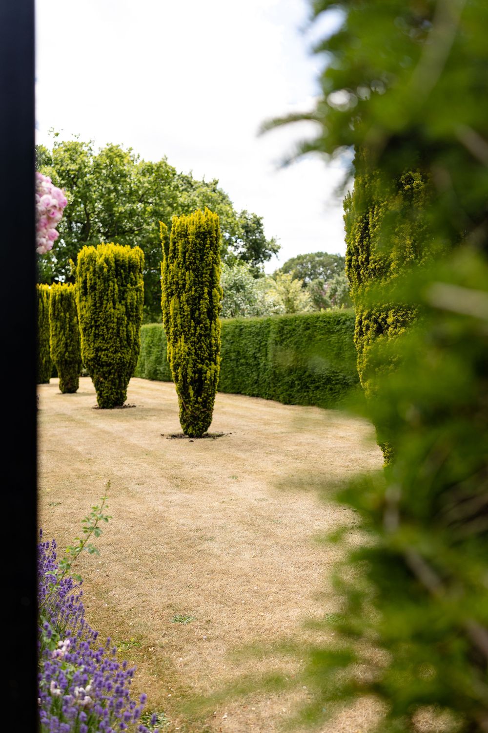 Tall cypress trees and hedges line a garden path with purple flowers blooming along the border.
