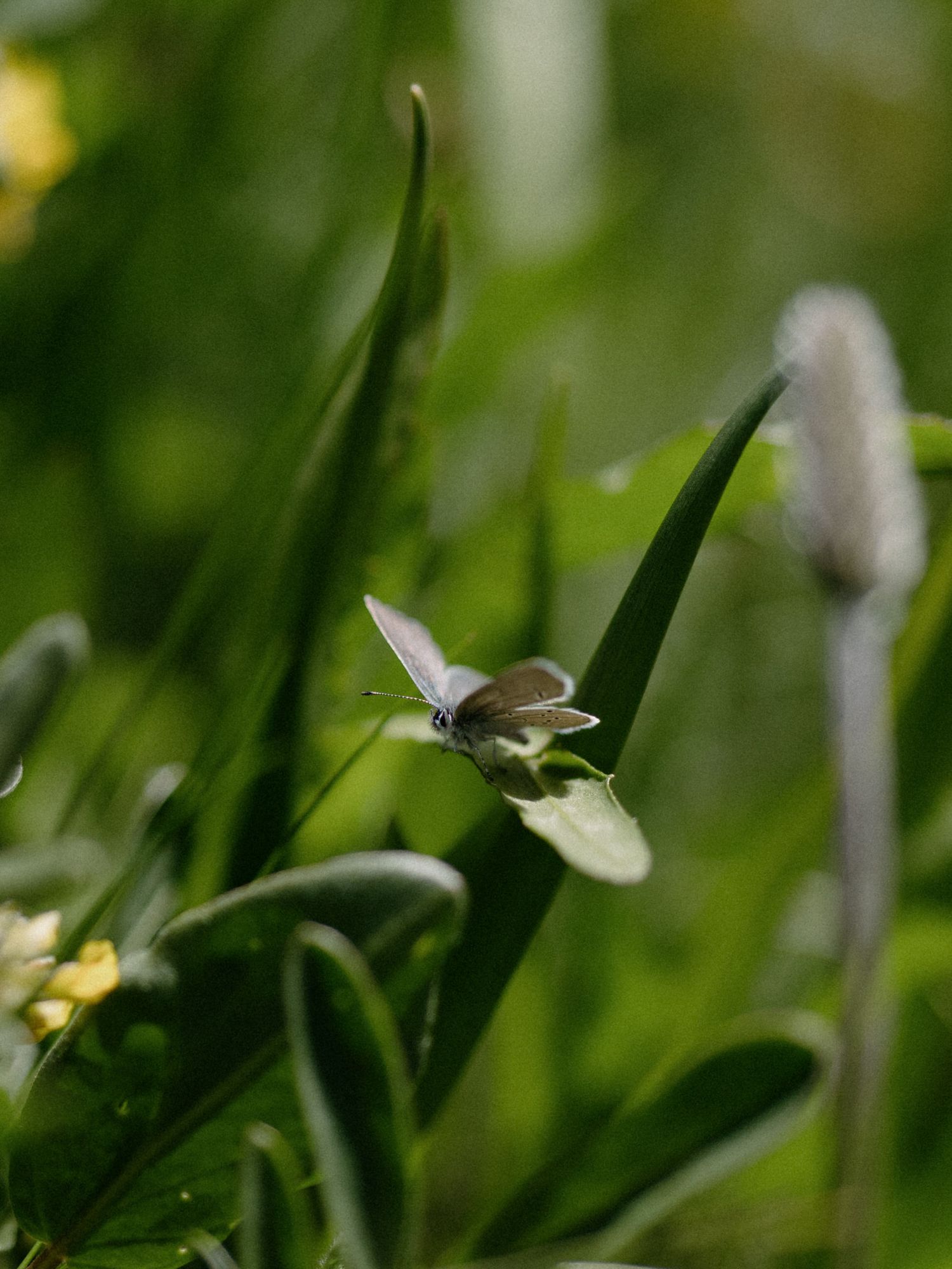 Small white butterfly perched delicately on a green leaf blade in a sunlit garden setting.